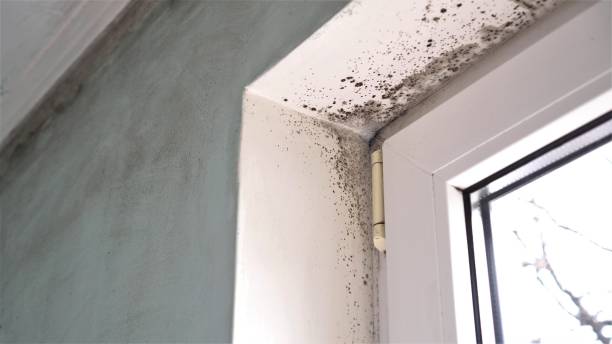 Best Attic Mold Remediation in Bothell West, WA