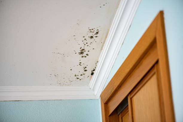 Best Attic Mold Remediation in Bothell West, WA