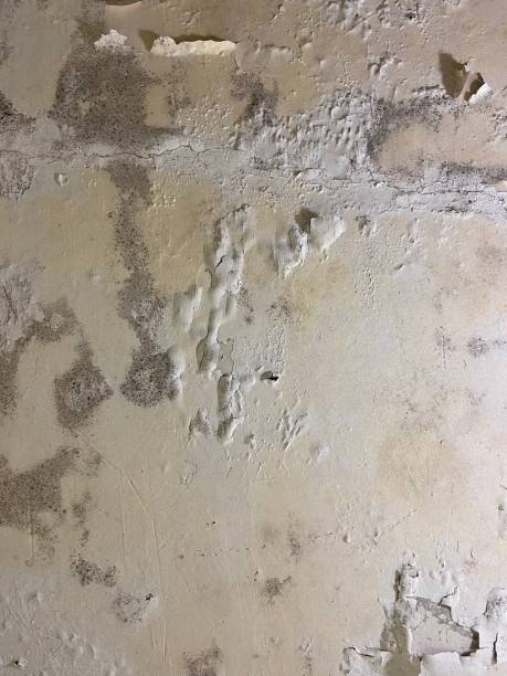 Best Crawl Space Mold Remediation in Bothell West, WA