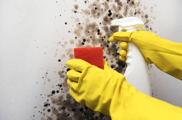 Best Basement Mold Remediation in Bothell West, WA