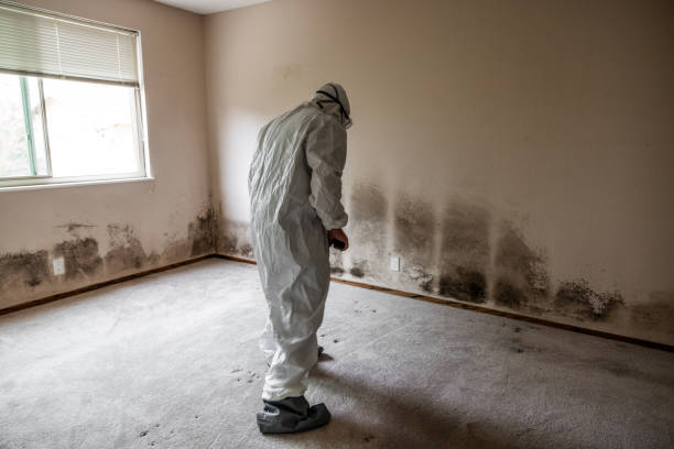 Best White Mold Remediation in Bothell West, WA